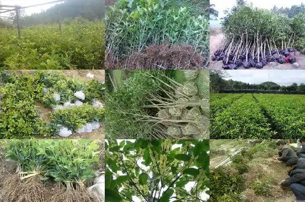 桂花酒的作用和功效特点1681355137126