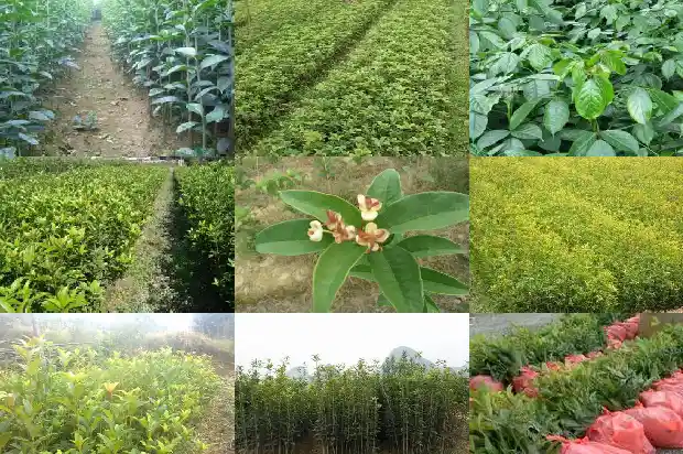 桂花酱泡水喝有什么作用1681355168912