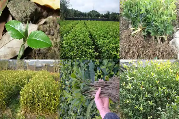 桂花酱泡水喝有什么作用1681355168960