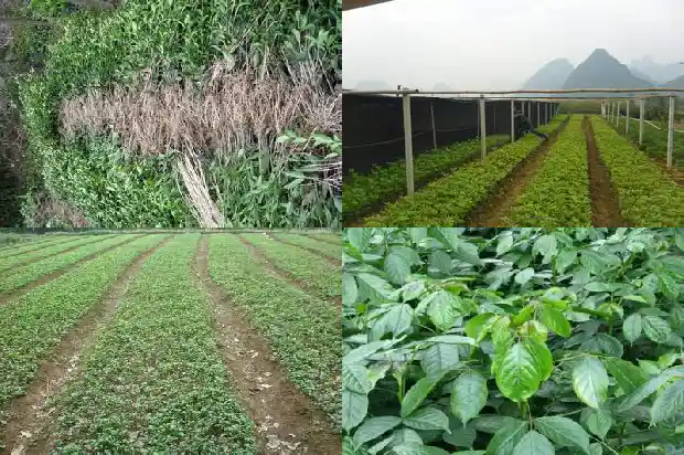 桂花香的句子唯美短句1681355264665