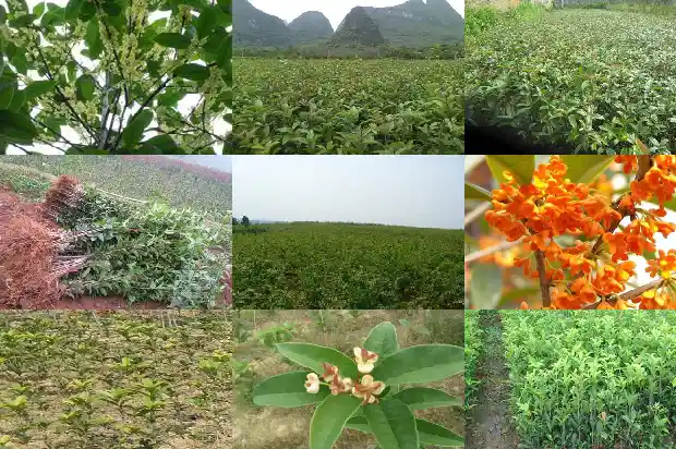 桂花香的句子唯美短句1681355264713