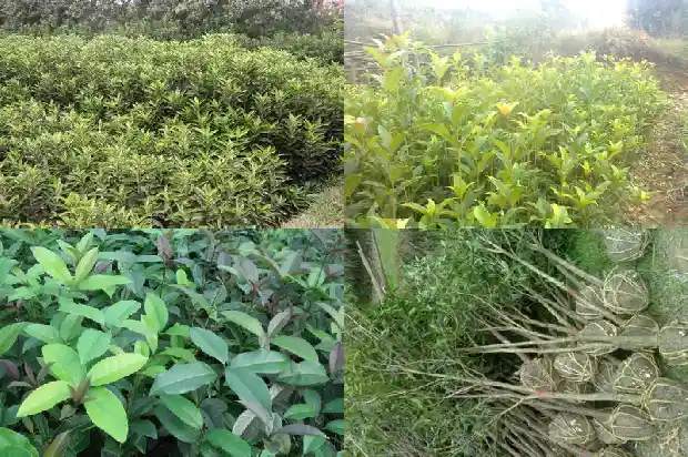 桂花规格看高度还是蓬径1690589833325