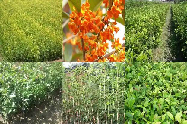 孕妇能吃桂花?1681355396264