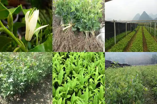 孕晚期 桂花可以吃吗1681355429131