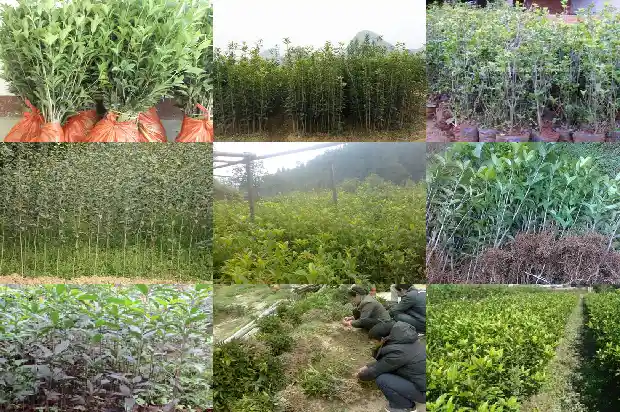 孕晚期 桂花可以吃吗1681355429179