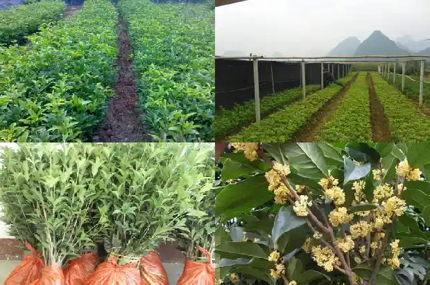 批发桂花树苗价格多少1689726984607