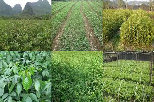 8公分桂花树的价格是多少元钱一棵1690763652862