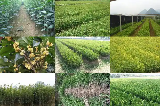 桂花可以治病吗1681355501799