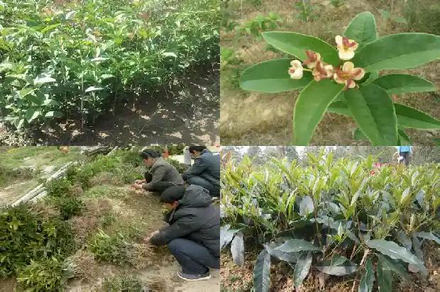 桂花高度冠幅胸径枝下高1688609740570
