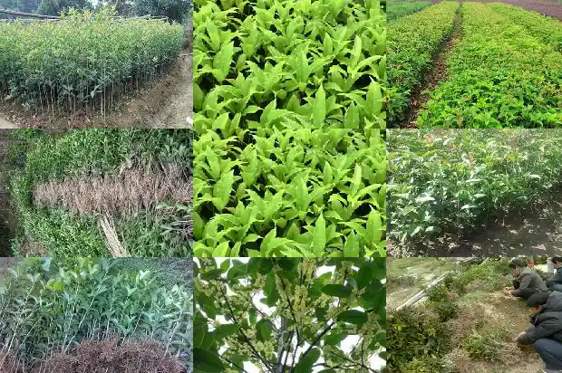 桂花拿铁热量1681355574208