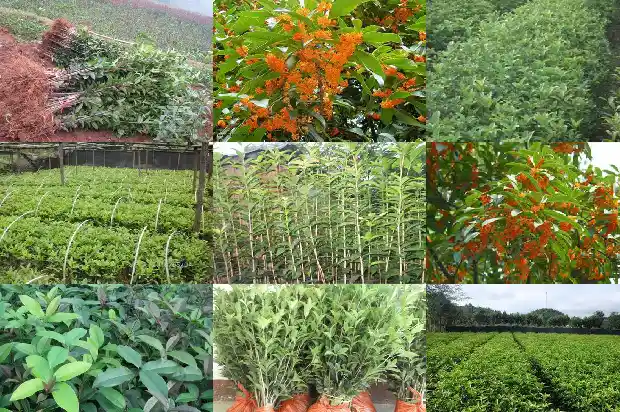 桂花树什么时候截顶好看呢1688346972645