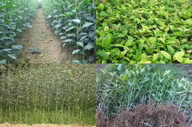 桂花拿铁是咖啡吗1681355609447