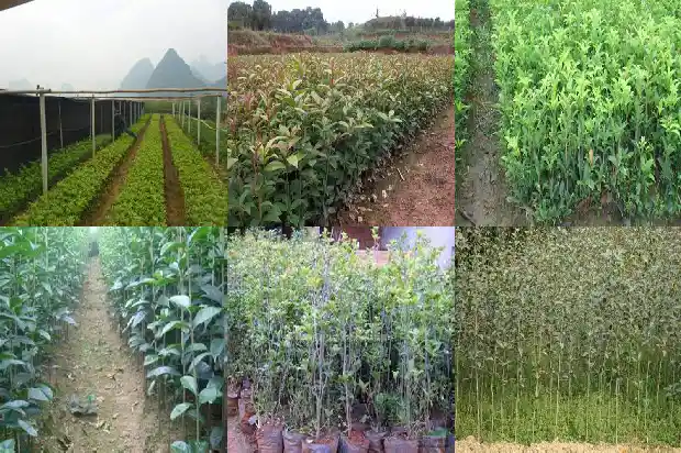桂花树的样子长什么样1689986124031