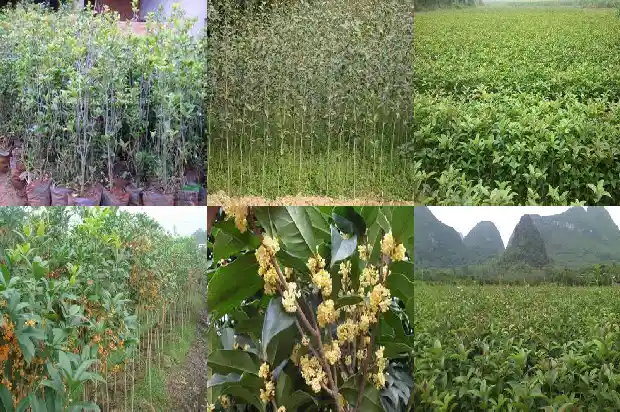 幸运咖桂花拿铁成分1681355640906