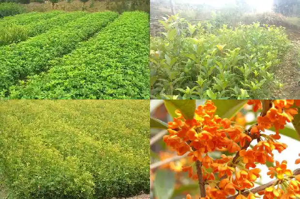 幸运咖桂花拿铁成分1681355640954