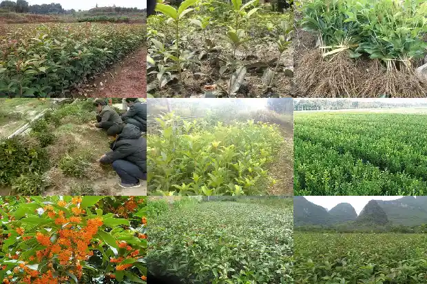 桂花的副作用及禁忌1681355670842