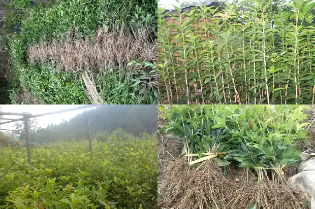 桂花的副作用及禁忌1681355670889
