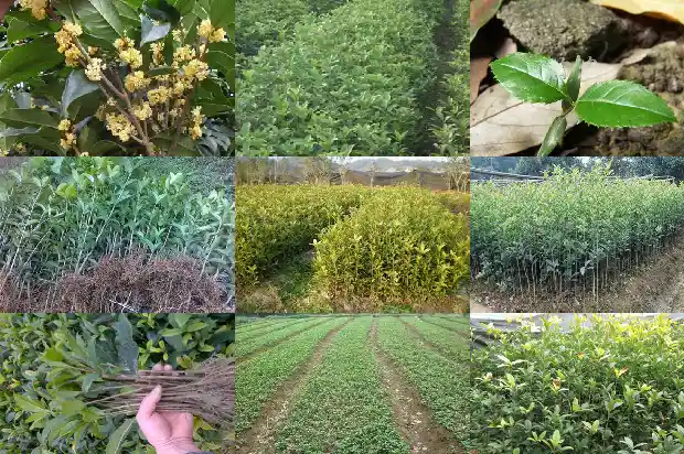 桂花树有什么坏处1681355704137