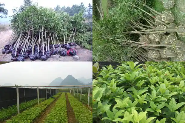 桂花树有什么坏处1681355704184