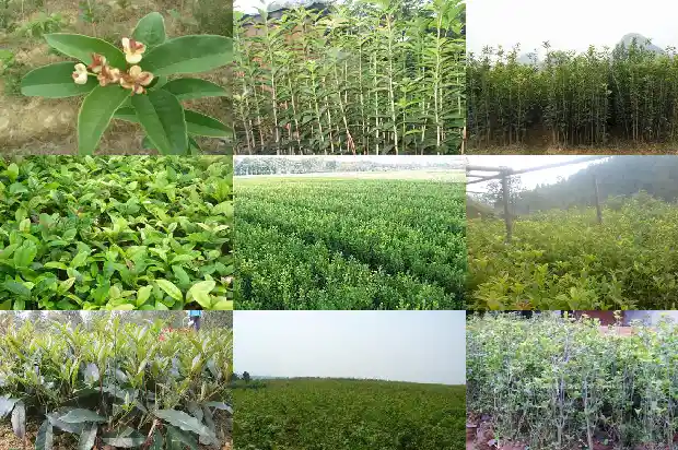 桂花糕 怎么做1689380038760