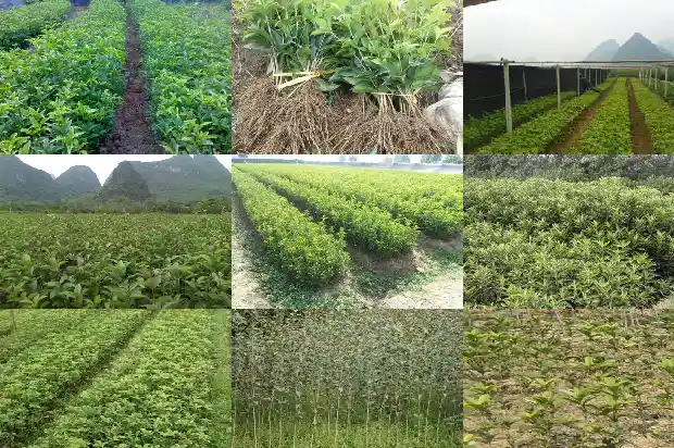 桂花的作用与副作用1681355770651