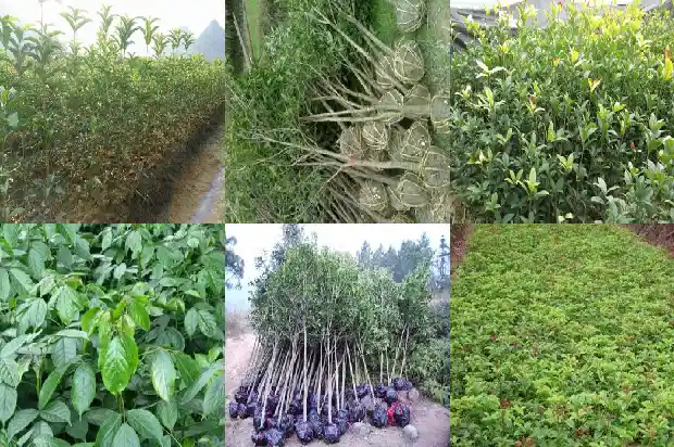 桂花的作用与副作用1681355770699