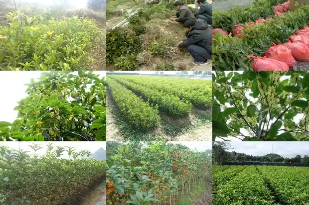 桂花副作用不良反应1681355799616