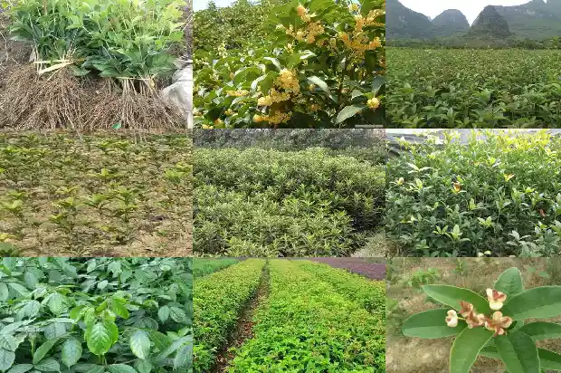 桂花树小苗20公分价格多少钱一棵1689726633452
