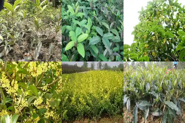 桂花树种子的药用价值及功效与作用1688693810420