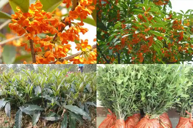 桂花树叶子尖发黑枯萎像烧焦用什么药奴1681355978350