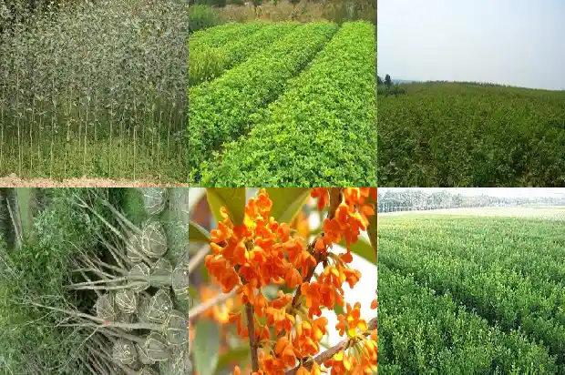 桂花树叶子尖发黑枯萎像烧焦用什么药奴1681355978397