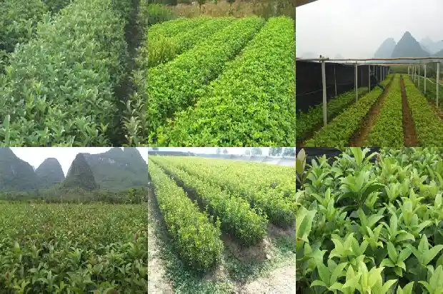 桂花树叶子尖发黑枯萎像烧焦用什么药奴1681355978445