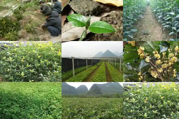 桂花树适合在西北种植吗冬天1688792790751