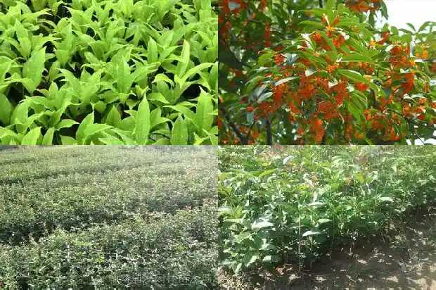 桂花树叶子尖发黑怎么办1681356045054