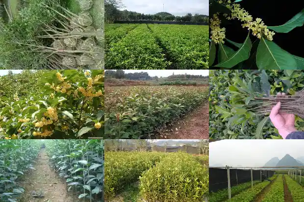桂花不开花怎么办?1688862342977