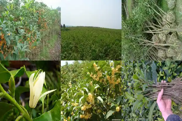 桂花树叶子尖发黄干枯1681356074723
