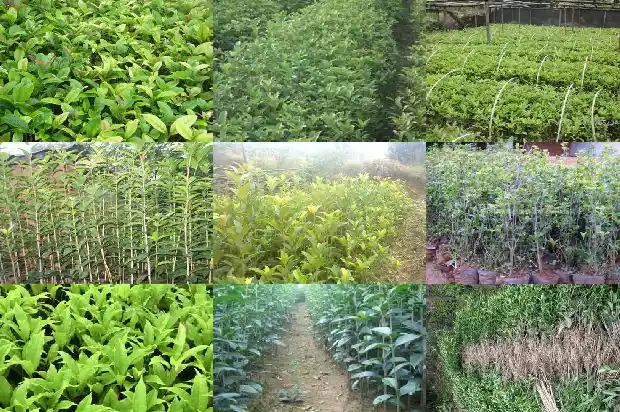 桂花树树叶尖端发黄变枯焦掉光还会发芽吗1681356108047