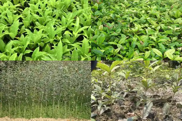 桂花树树叶尖端发黄变枯焦掉光还会发芽吗1681356108095