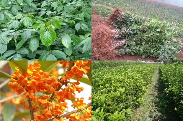 临沂哪里有桂花1690245050445
