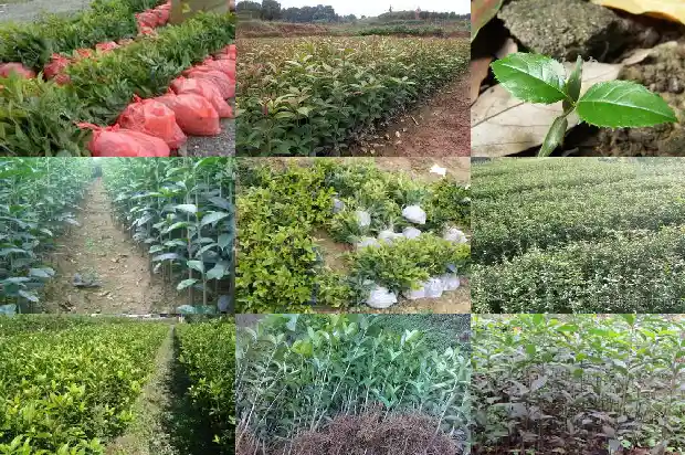 桂花分为哪几类桂花1690159034259