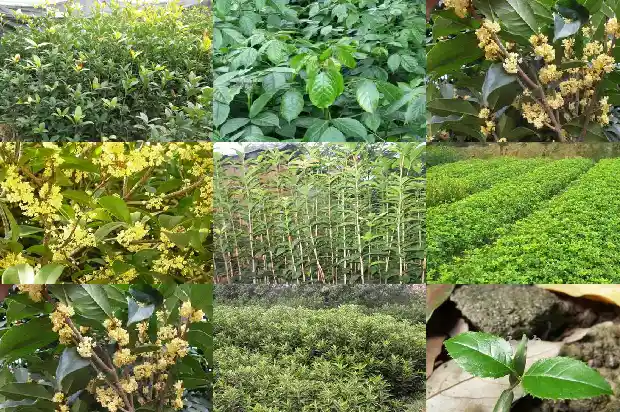 桂花糕用什么做成的1689313646088