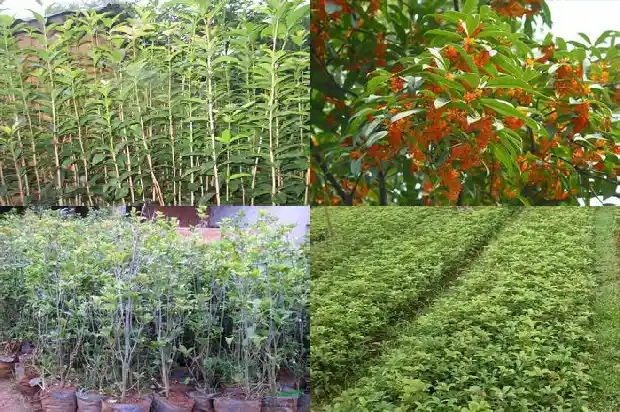 湖南桂花树最新价格表1689838156357