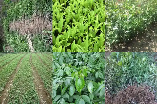 桂花树怎么看1688350903340