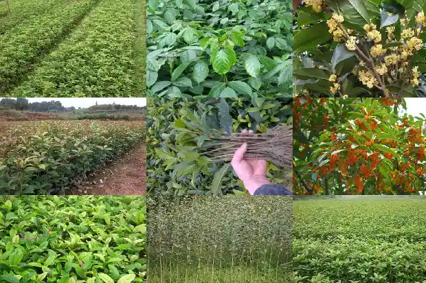 桂花能不能晒太阳?1681356279391