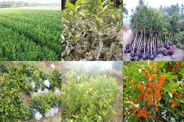 桂花能不能晒太阳?1681356279486