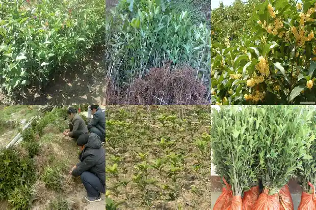 温江桂花苗价格1689899389487