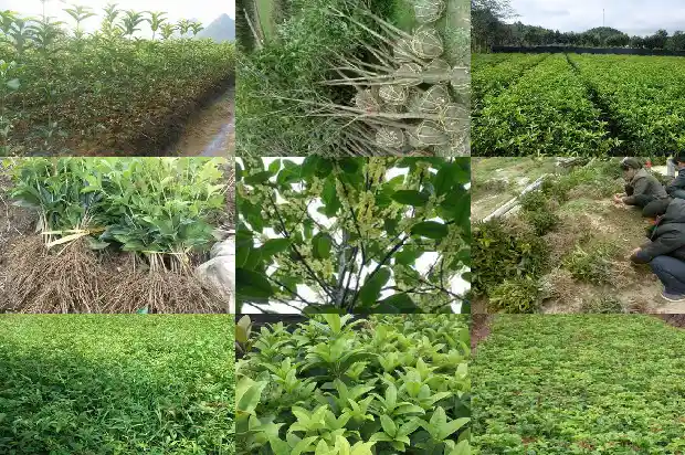 桂花树叶上厚厚的黑色斑点怎么回事1681356316537