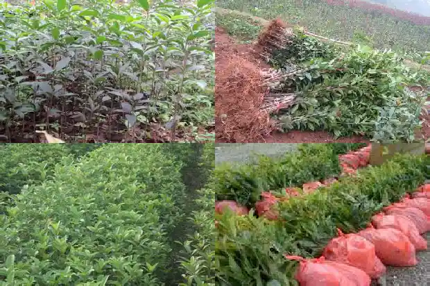 桂花树叶上厚厚的黑色斑点怎么回事1681356316585