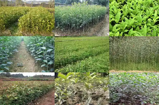 制作桂花糕的主料是什么?1689313662236