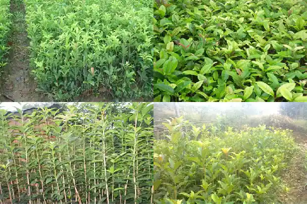 桂花叶上有黑色的点1681356375965